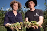 A man and a woman hold damaged grapes in their hands.