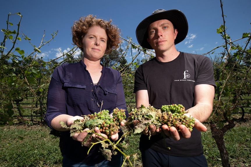 A man and a woman hold damaged grapes in their hands.