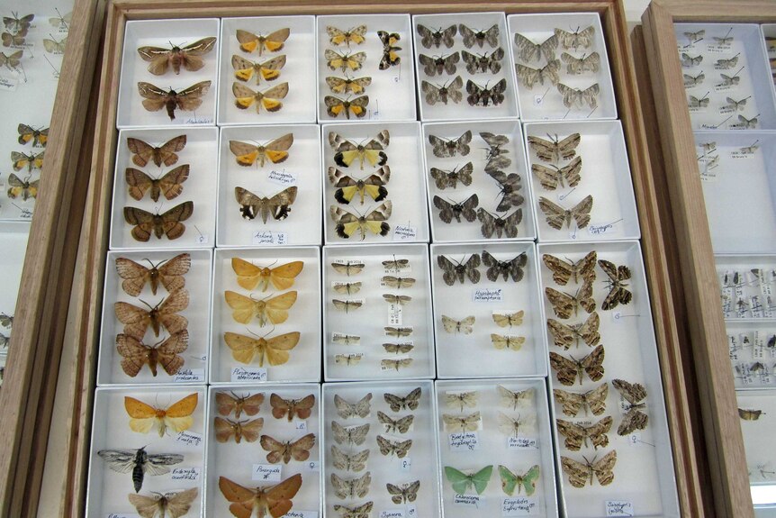 Moths and butterflies in a display case