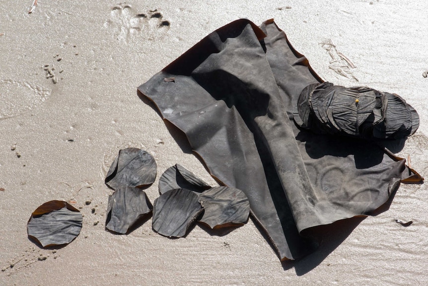 Seaweed leather lies on a beach