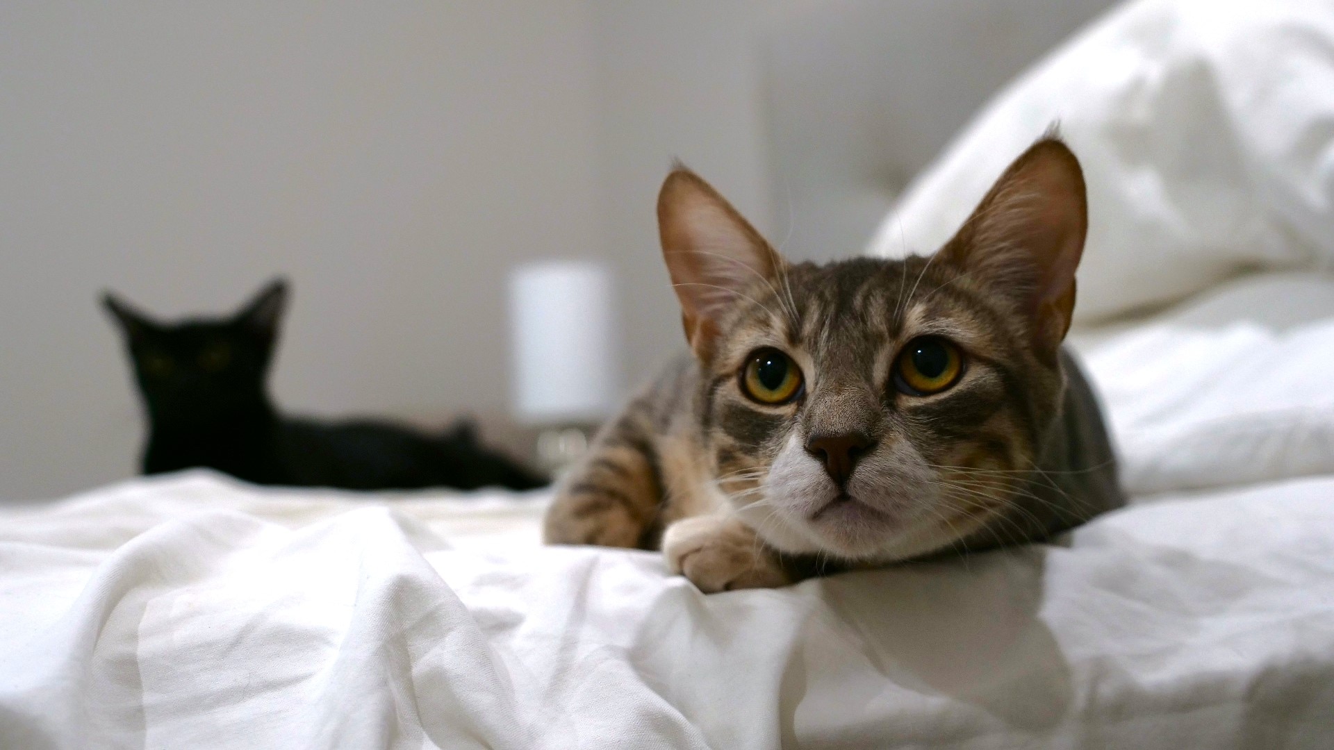 can sitting on bed looking at camera