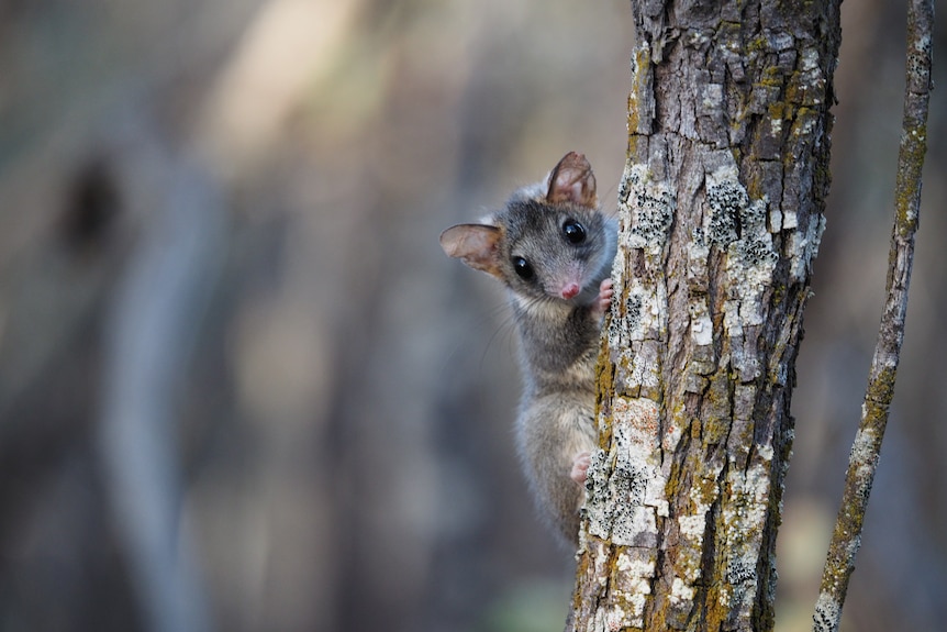 A Red-tailed Phascogale on a tree trunk in Dryandra
