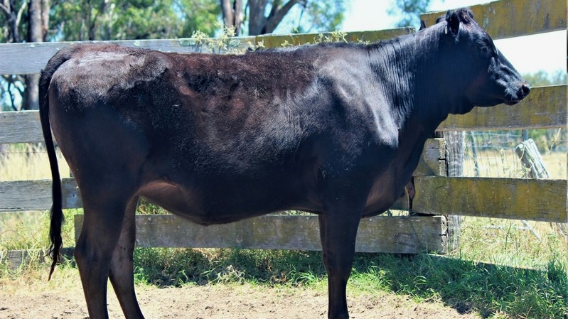 A pure black cow stands side on in a corral with a dirt floor 