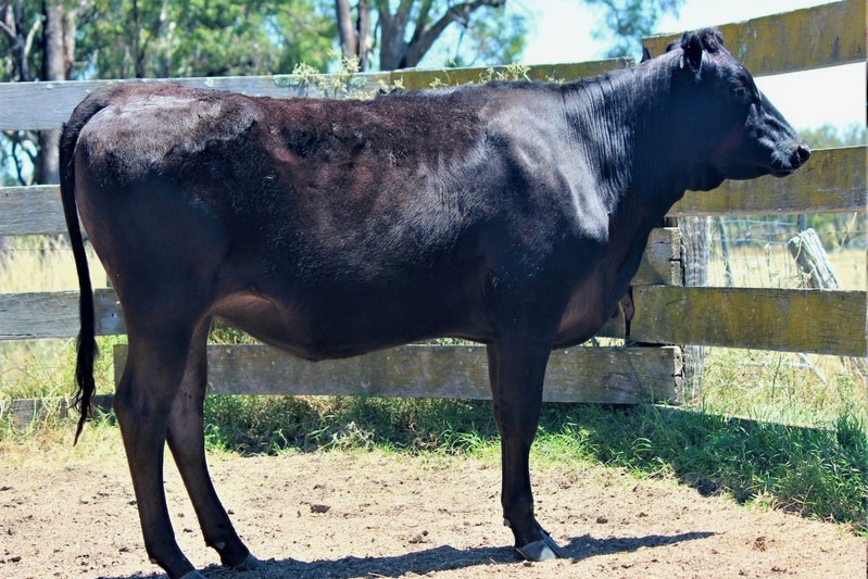 A pure black cow stands side on in a corral with a dirt floor 