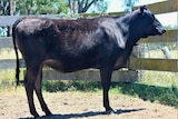 A pure black cow stands side on in a corral with a dirt floor 