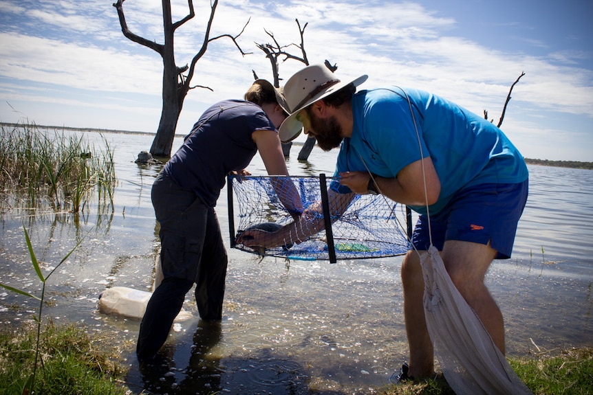 Researchers checking net at Lake Bonney for turtles