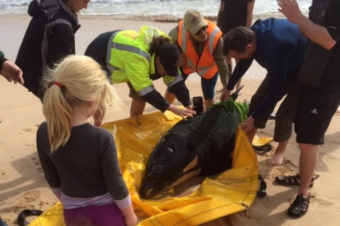 Baby whale beached