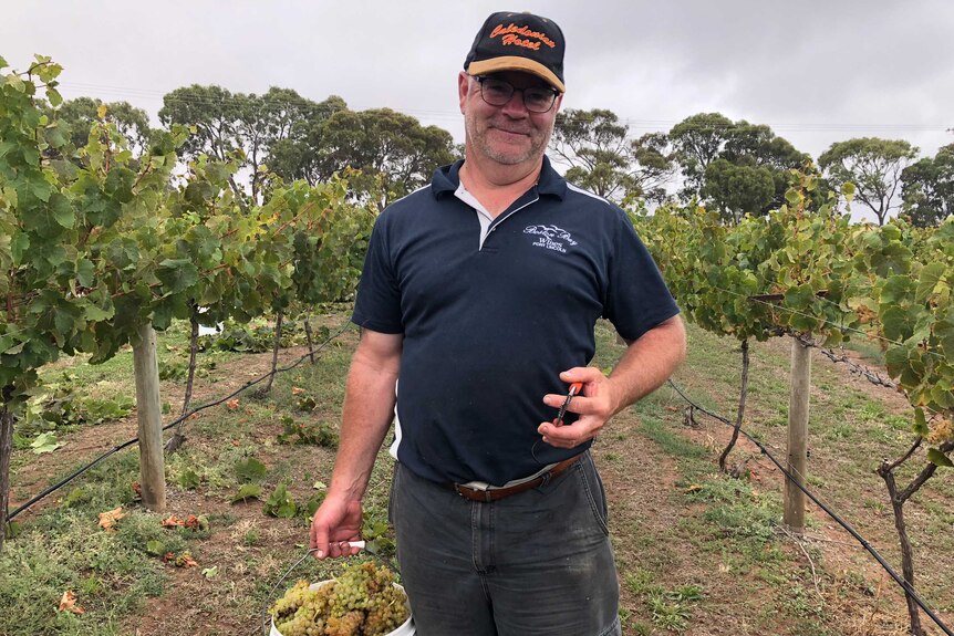 A man stands in his vineyard after cutting a bucket of grapes.