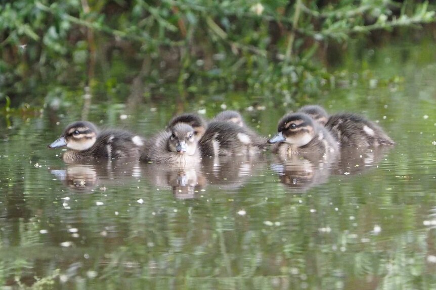 A group of ducklings swim on the water.