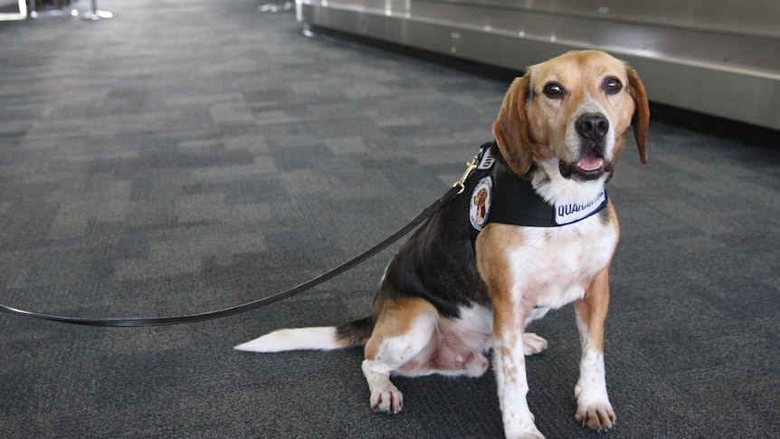 Biosecurity Tasmania sniffer dog at Hobart Airport