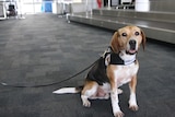 Sniffer dog at Hobart airport