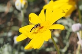 A fly sitting on a yellow flower.