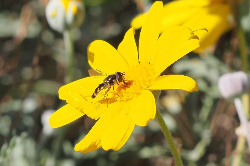 A fly sitting on a yellow flower