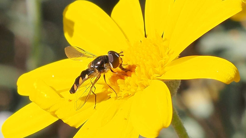 A fly sitting on a yellow flower.