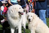 Two white dogs at the event.