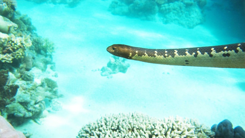 A sea snake swims through the ocean near a coral reef