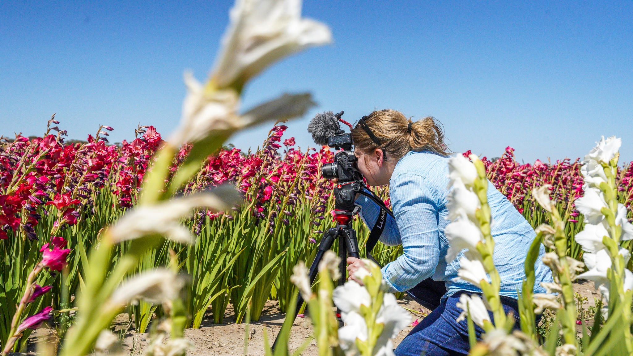 A reporter crouches down filming in the middle of flowers.