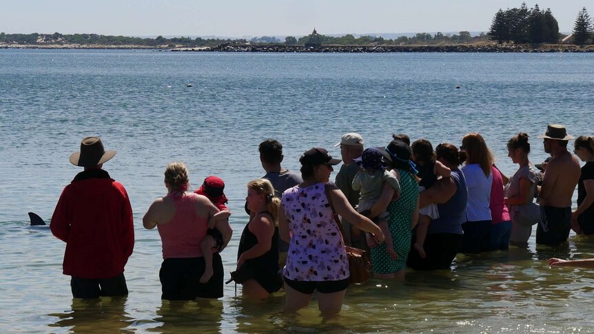 A group of people watch dolphins close to the beach in Bunbury.