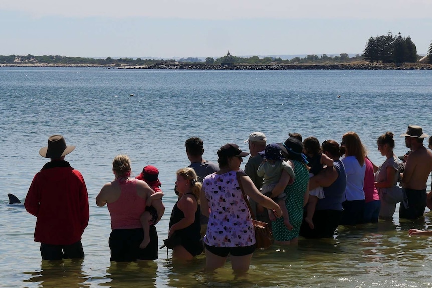 A group of people watch dolphins close to the beach in Bunbury.