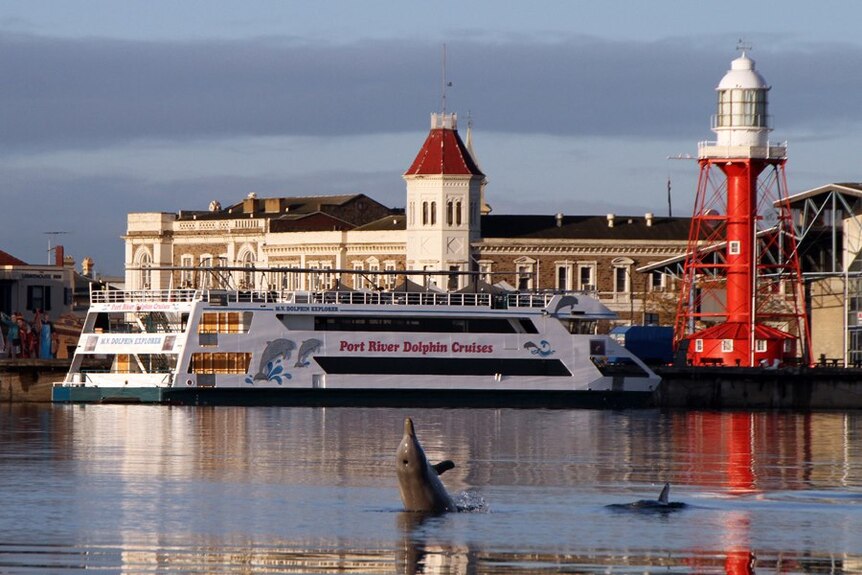 Dolphins play in front of the Port River Dolphin Cruises boat at Port Adelaide.