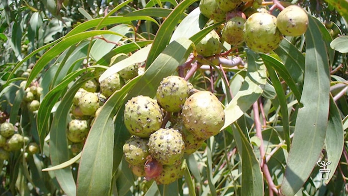 Large seeds covered in bumps on tree