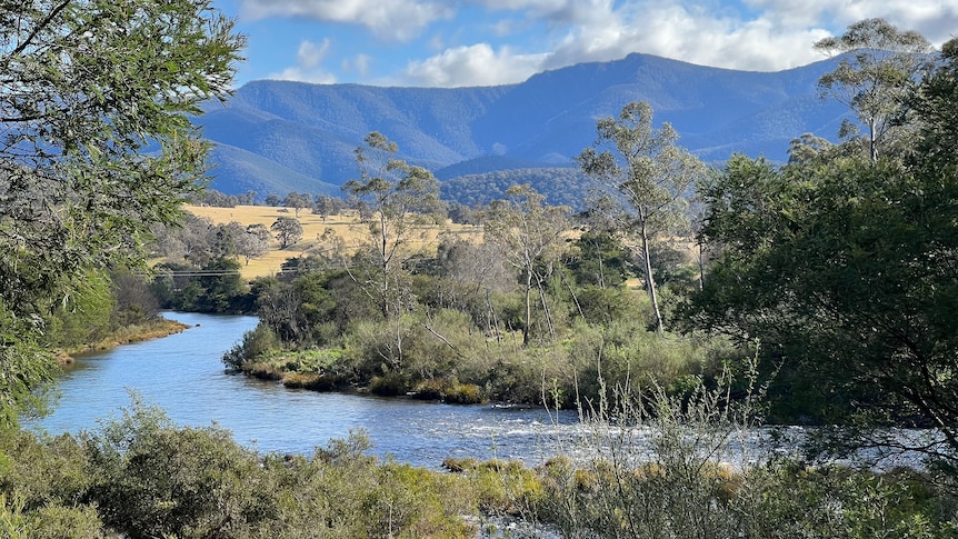 A section of the Wonnangatta River with scrub growing on the far side. Mountains in the background.