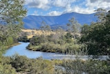 A section of the Wonnangatta River with scrub growing on the far side. Mountains in the background.