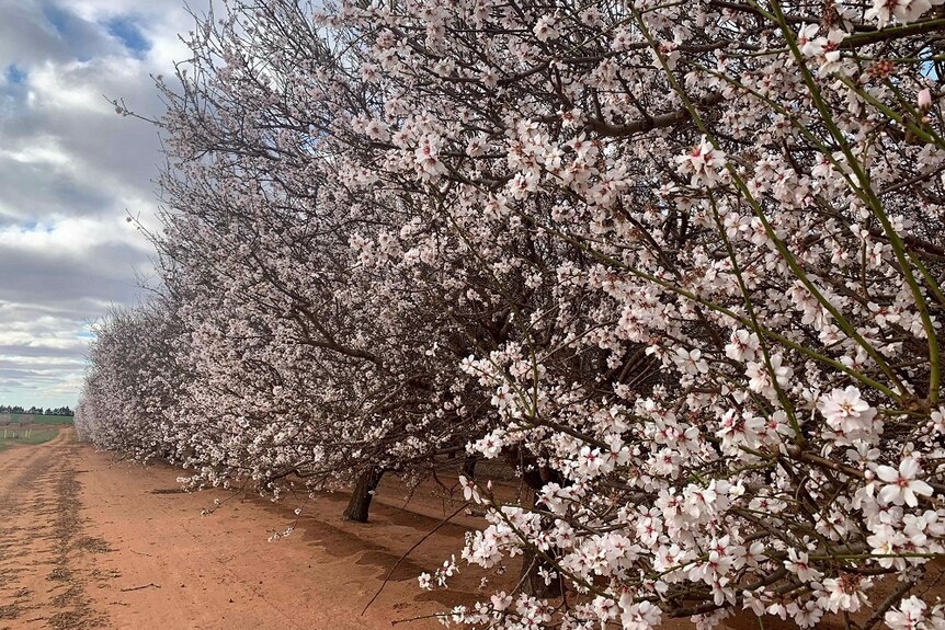 View of flowing almond trees looking along Riverland orchard