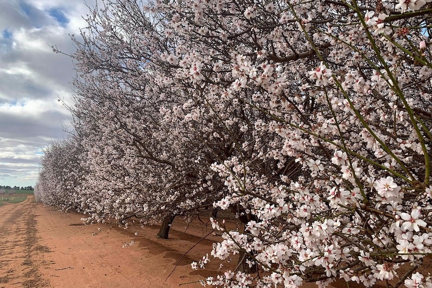 View of flowing almond trees looking along Riverland orchard.