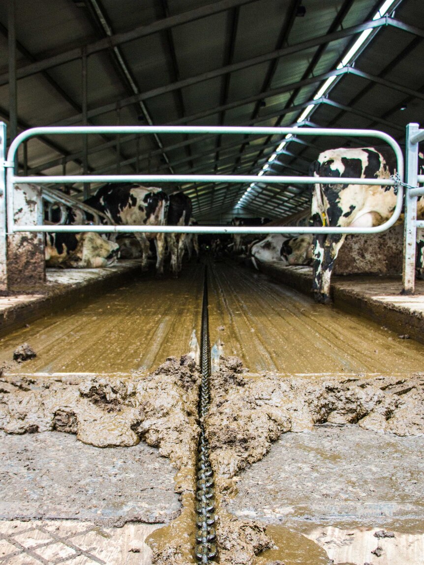 Cow poo is scraped into a pit at the bottom of this robotic dairy.