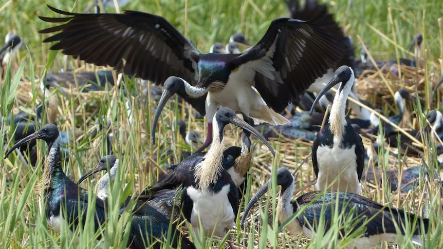 A group of straw-necked ibises