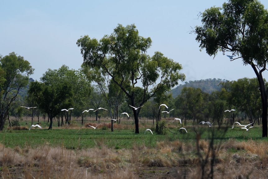White cockatoos fly off among gum trees