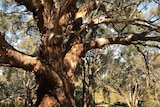 A large tree with twisting branches