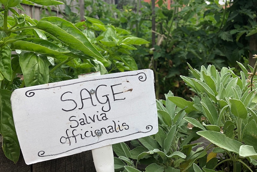 Sage in a community garden.