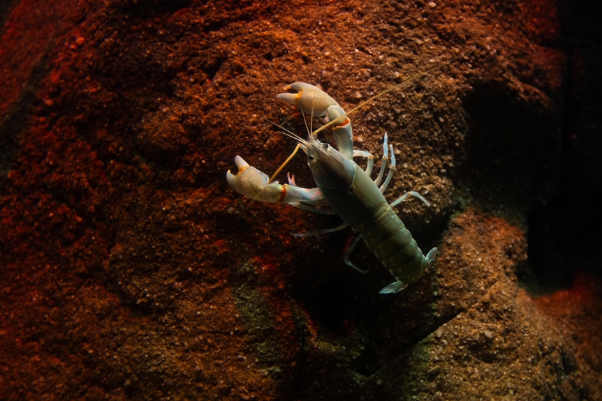 A blue yabbie underwater from above on a red sandy bottom