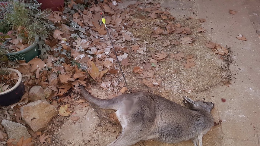 Kangaroo shot with arrow in Canberra front yard