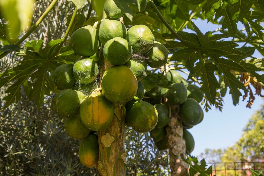 Paw Paws on a tree in Perth