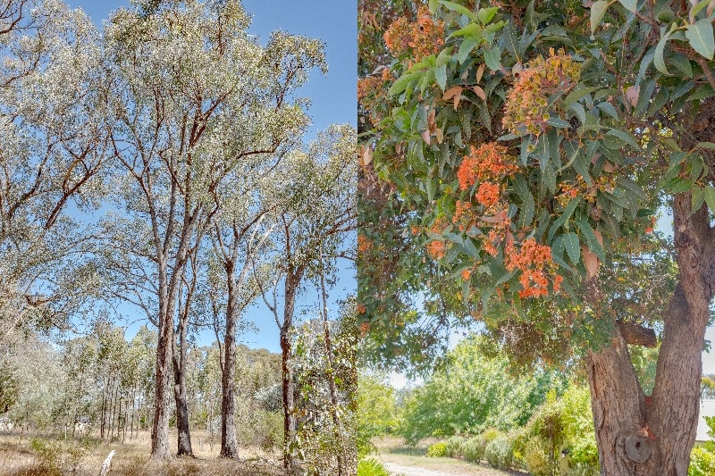 Composite image: stringybark trees in a clump on left, green gum tree with red-orange flowers on right.