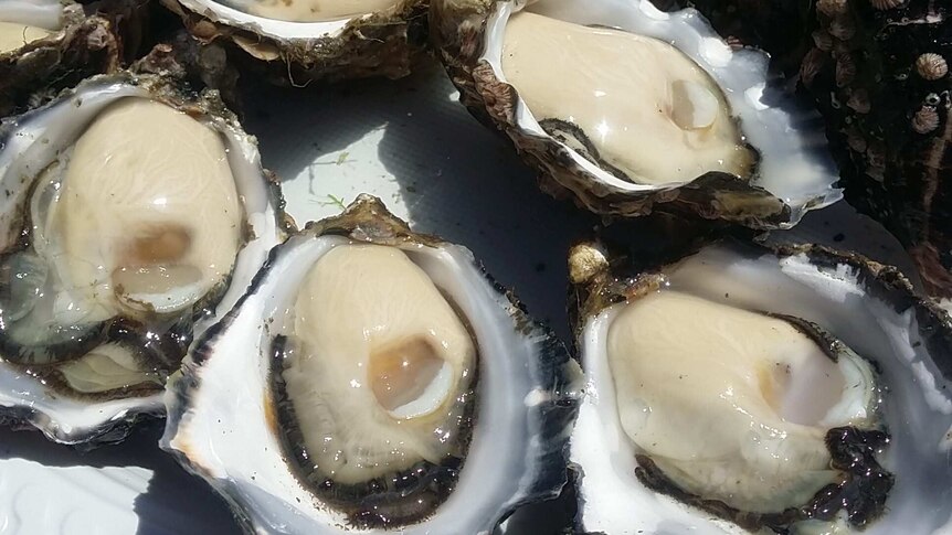 Shucked Tasmanian oysters