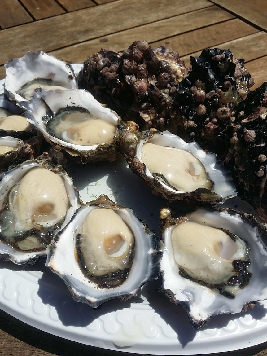 Oysters shucked, St Helens, Tasmania