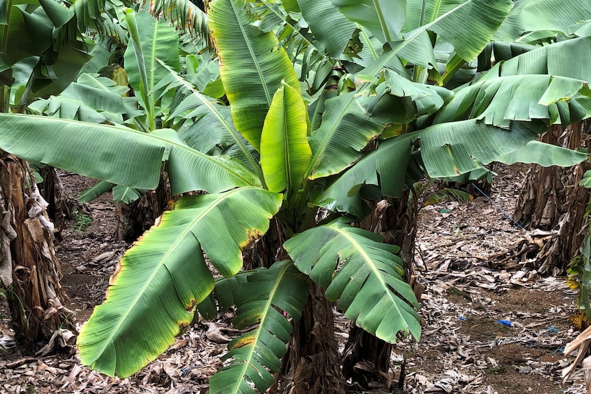 Yellowing leaves in a banana plantation.