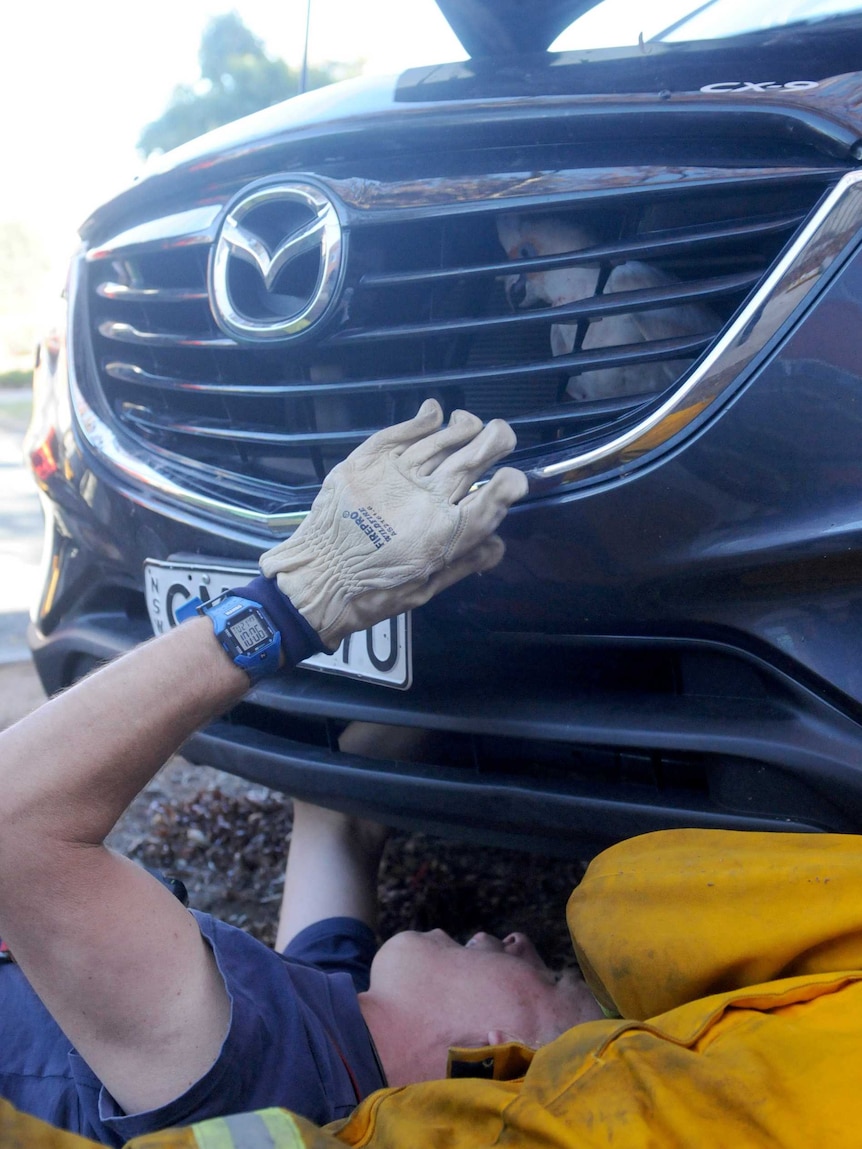 Firefighters try to release the trapped corella