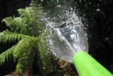 A hose sprays water on to a plant