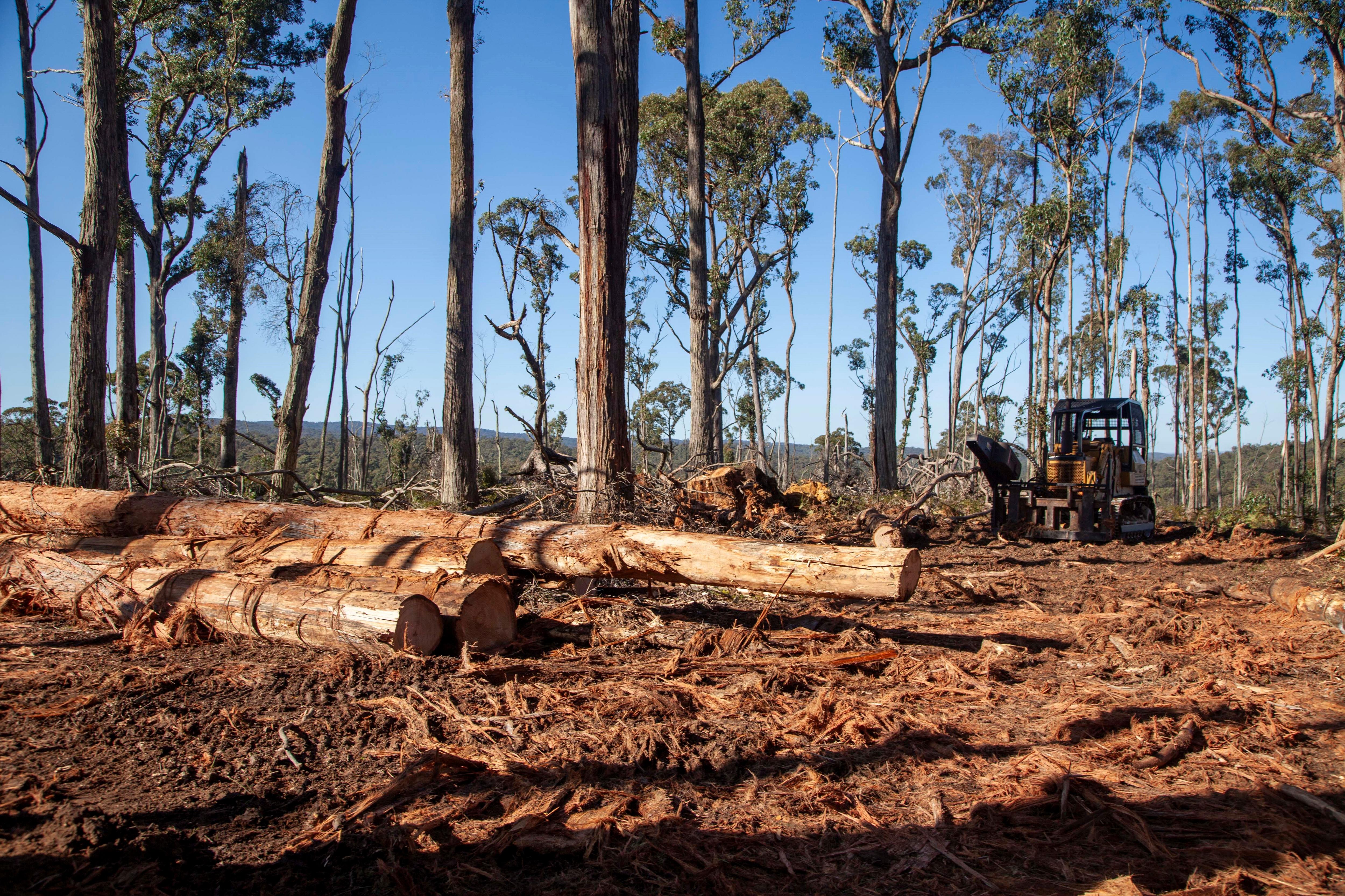 Fallen trees in front of standing trees and a machine