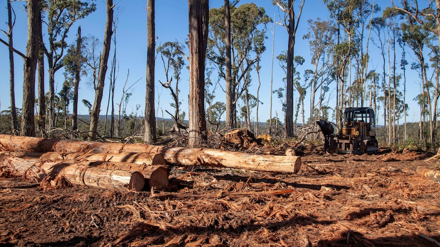 Fallen trees in front of standing trees and a machine