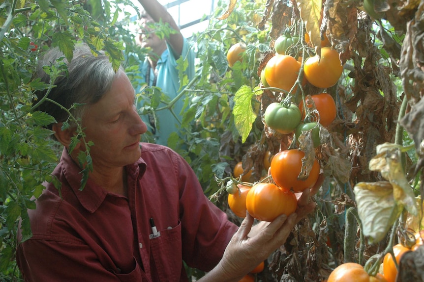 A man is holding a bunch is orange tomatoes in a greenhouse