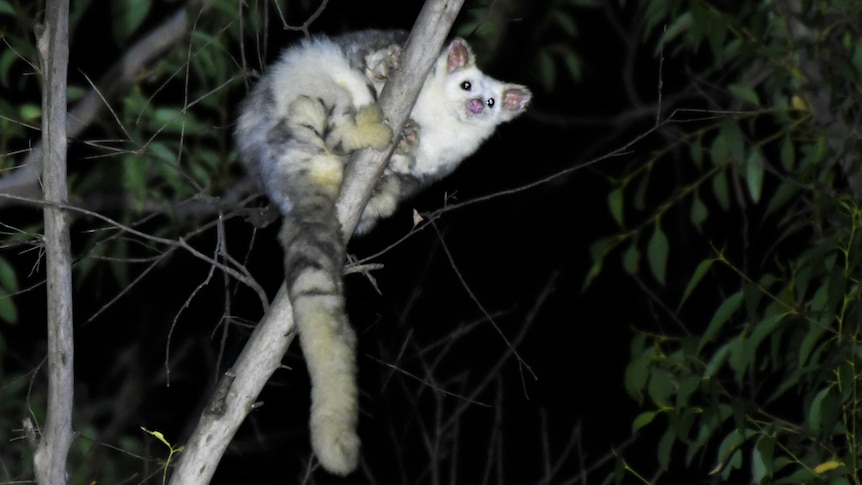 A white fluffy glider clinging to a tree branch at night.