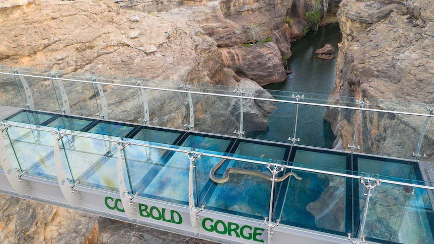 An image looking down on a glass-bottomed suspended bridge above a gorge, with a snake resting on it.
