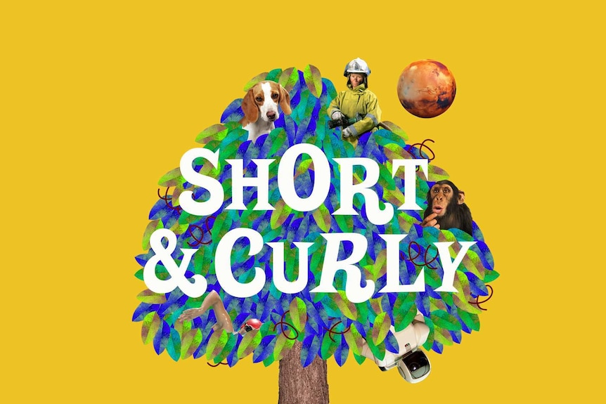 The bright graphic image for the Short and Curly podcast.