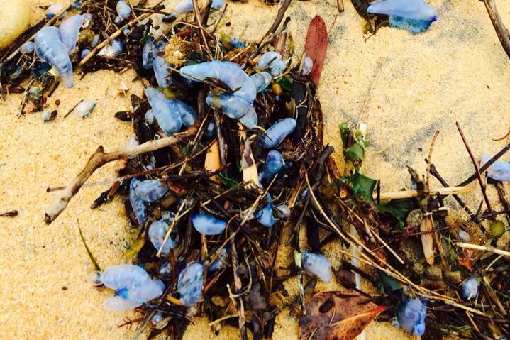Bluebottles entangled in seaweed on Pearl Beach.